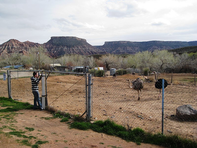 File:Another Roadside Ostrich Ranch - Flickr - brewbooks.jpg