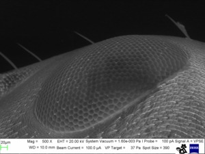 Formicidae: Evoluzione, Caratteristiche generali, La riproduzione