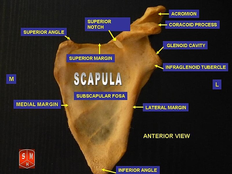 800px-Anterior_surface_of_scapula.jpg