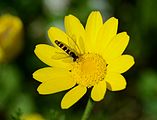 Cota tinctoria (Asteraceae) Yellow chamomile