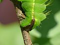 Antheraea yamamai