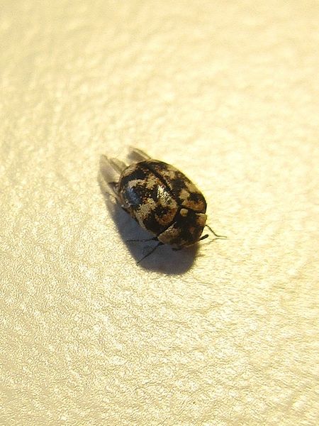 File:Anthrenus verbasci (Varied carpet beetle), Arnhem, the Netherlands - 2.jpg