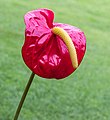 * Nomination Anthurium (Flamingo plant). A popular houseplant in the Netherlands. --Agnes Monkelbaan 17:01, 3 September 2018 (UTC) * Promotion  Support Good quality. --XRay 17:25, 3 September 2018 (UTC)