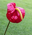 Anthurium (Flamingoplant.