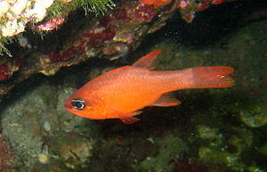 Red mullet king (Apogon imberbis)