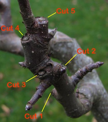 An apple tree sprout is being converted to a branched, fruit-bearing spur by an arborist. Numbers show the sequence of cuts, which occurred during two years. Apple spur M D Vaden.jpg