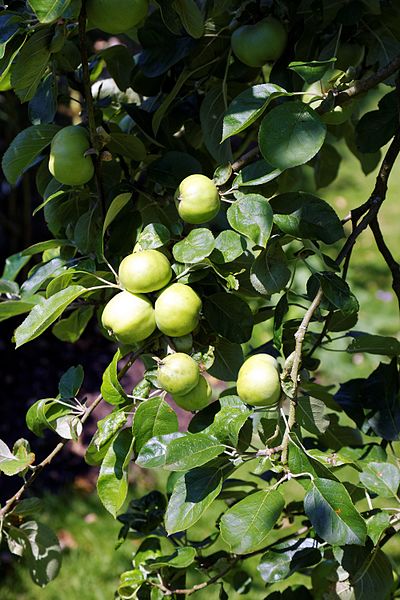 File:Apples in the Walled Garden of Parham House, West Sussex, England 1.jpg