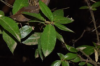 <i>Dasyphyllum excelsum</i> Species of plant