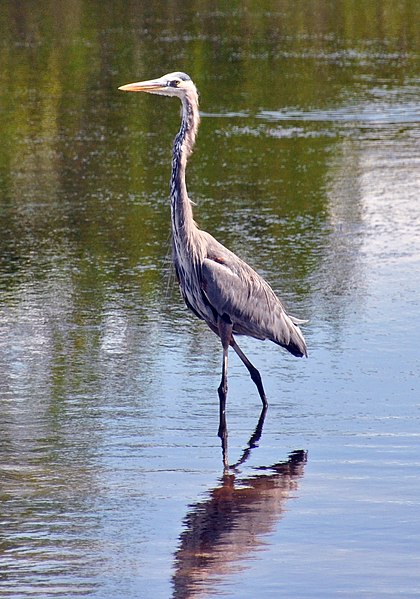 File:Ardea herodias (great blue heron) (Sanibel Island, Florida, USA).jpg