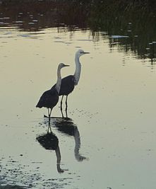 White-necked Heron (Ardea pacifica) pair, Northern Territory, Australia