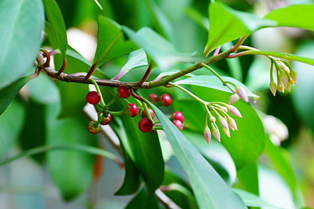 Tập_tin:Ardisia_forbesii_04688.jpg