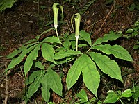 Arisaema solenochlamys