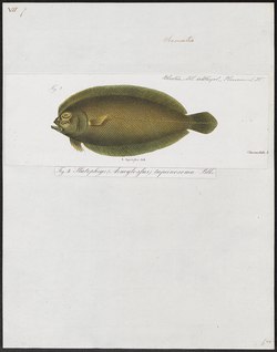 Arnoglossus tapeinosoma - 1866-1872 - Print - Iconographia Zoologica - Special Collections University of Amsterdam - UBA01 IZ14000175.tif