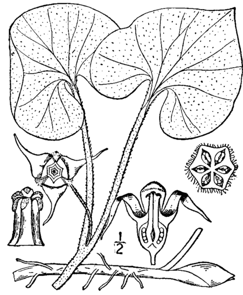 File:Asarum canadense-linedrawing2.png