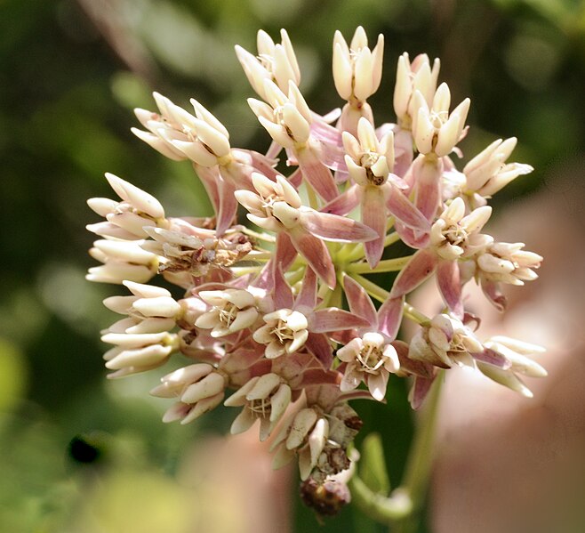 File:Asclepias rubra - 51308144212.jpg