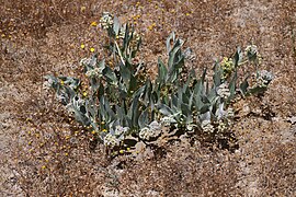 Asclepias vestita.jpg