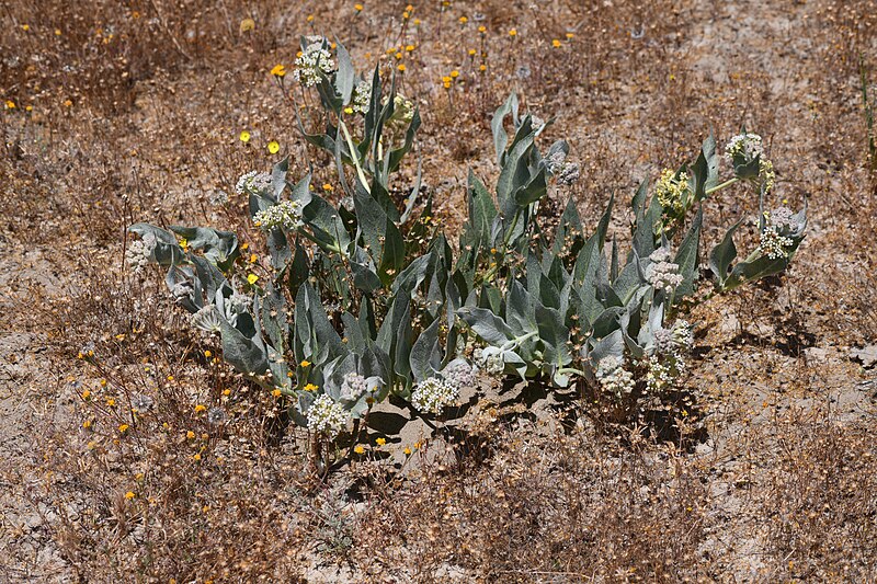 File:Asclepias vestita.jpg