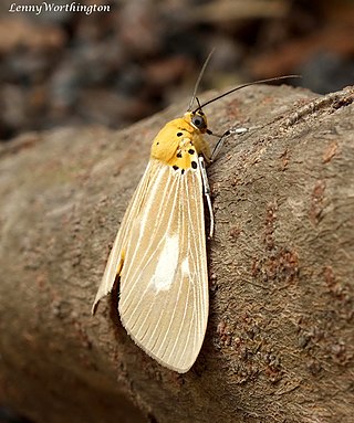 <i>Asota plaginota</i> Species of moth