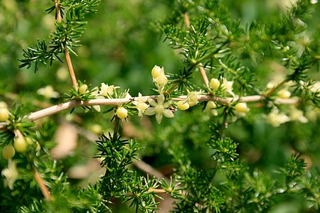 Asparagus acutifolius