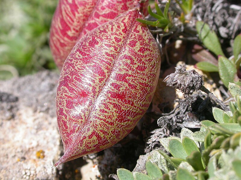 File:Astragalus platytropis (3849499528).jpg
