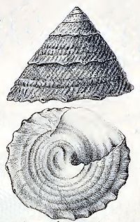 <i>Astralium latispina</i> species of mollusc