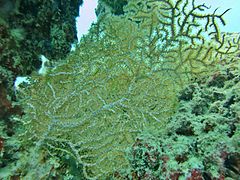 Une colonie de corail Astrogorgia sp.