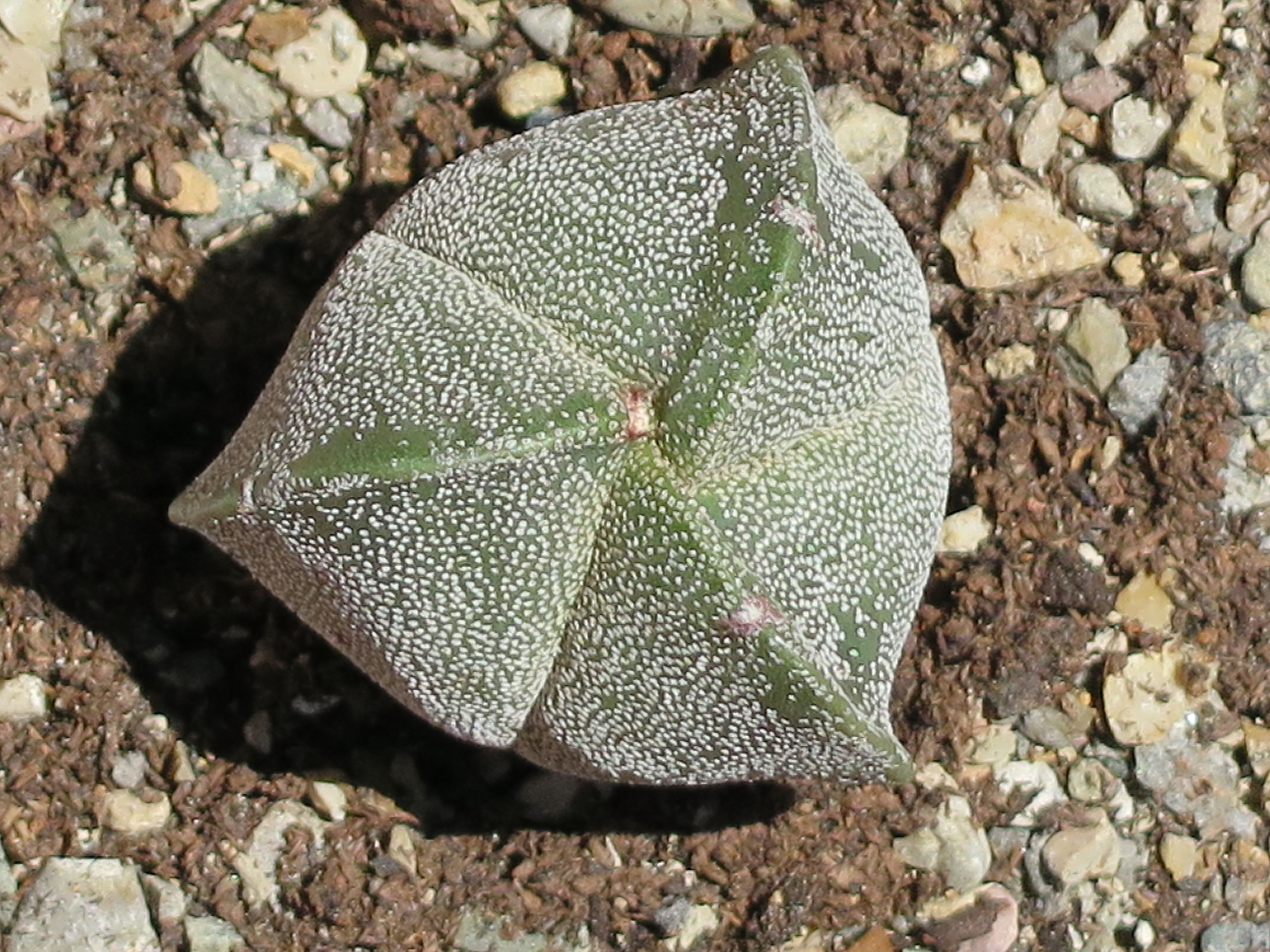 File:Astrophytum myriostigma v. tricostatum 1.JPG - Wikimedia Commons