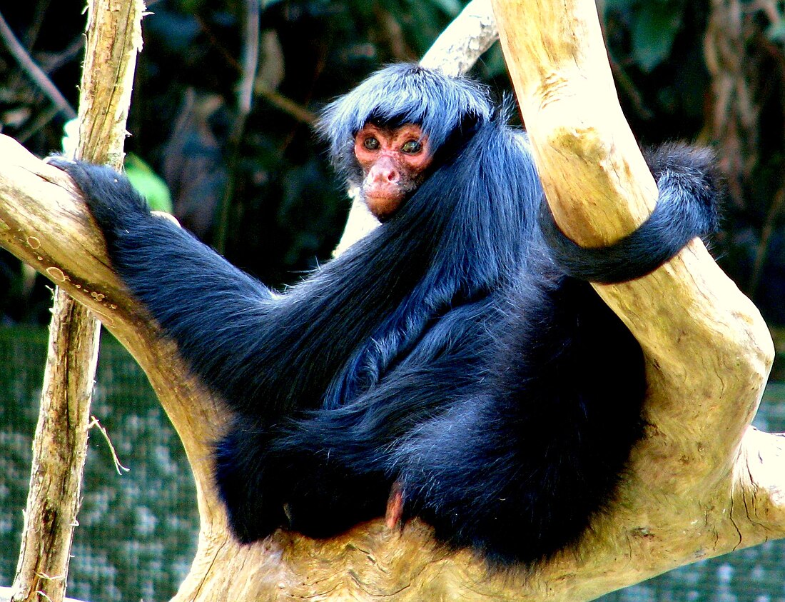 Pilón Lajas Biosphere Reserve and Communal Lands