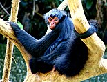 black monkey in a tree