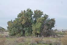 A Class 5 weed, Tamarix aphylla is a restricted weed that should not be sold or brought into the state. Athel tamarisk, Tamarix aphylla, 2013 - panoramio.jpg