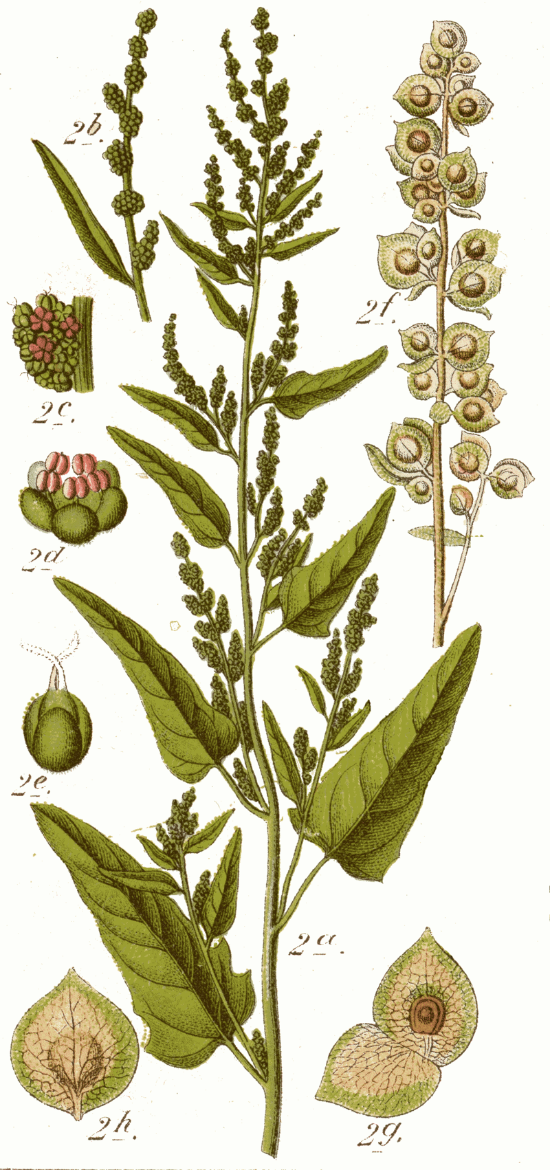 Melde Gartenmelde wie Spinat Historisches Blattgemüse 30 Samen