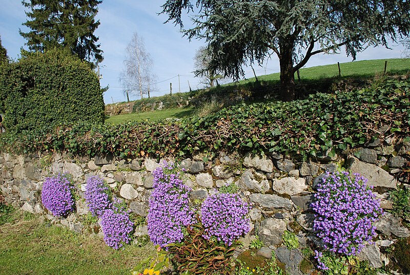 File:Aubriétias.JPG