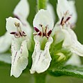 Aufrechter Ziest (Stachys recta)