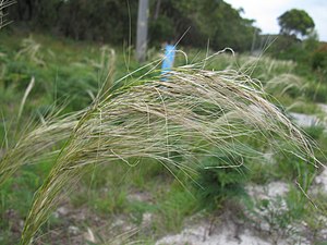 Inflorescence of Austrostipa mollis