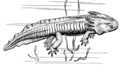 Axolotle (PSF).png