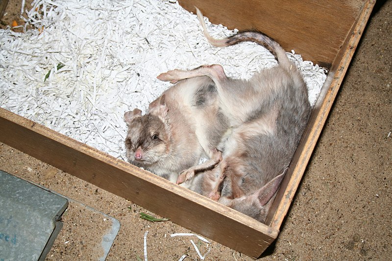 File:Baby Bilbies (276190031).jpg