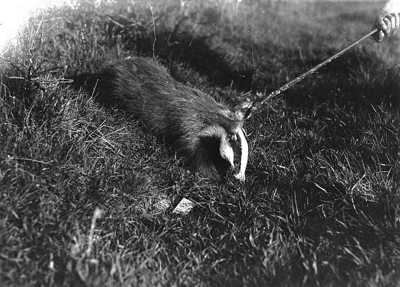 File:Badger (1295050).jpg