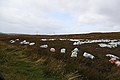 Bags of turf awaiting collection - Lackaghatermon Townland - geograph.org.uk - 3135917.jpg