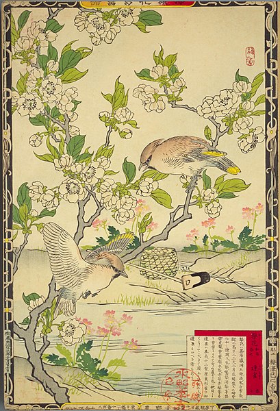 File:Bairei kachō gafu, Spring 07, pear blossoms and Bohemian waxwings.jpg