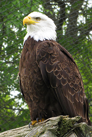 <span class="mw-page-title-main">Magnetic Hill Zoo</span> Zoo in Moncton, New Brunswick