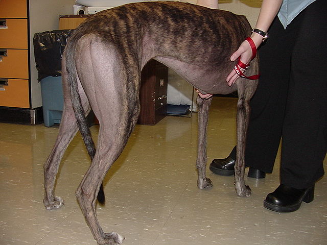 A greyhound with bald thigh syndrome, a form of pattern baldness seen in this breed
