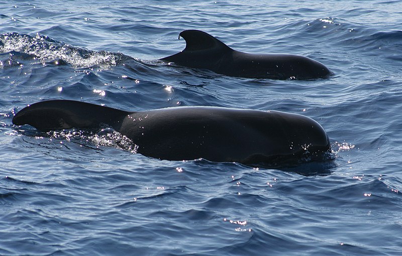 File:Ballenas Tenerife.jpg