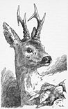 Bambi, gezeichnet von Hans Bertle für die Buchausgabe von 1940