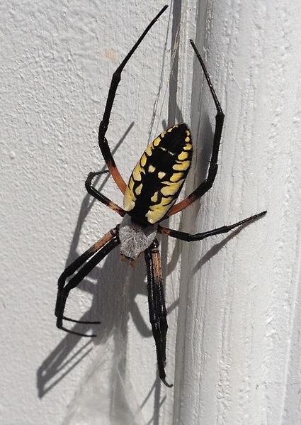 File:Banana spider maybe.JPG