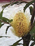 Thumbnail for Banksia canei