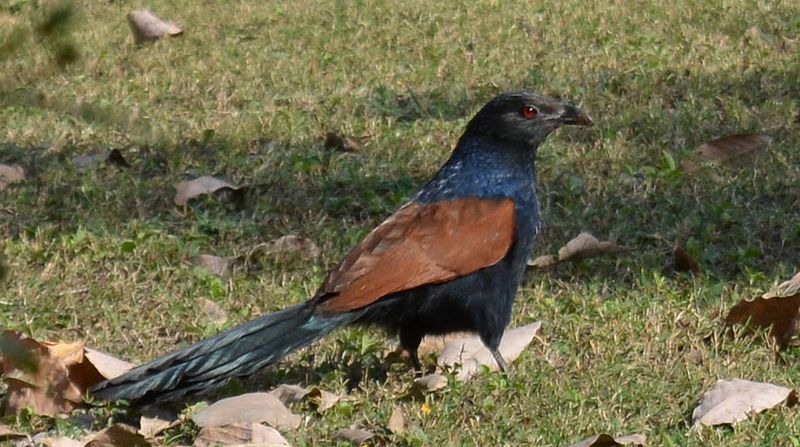 File:Barking bird.jpg