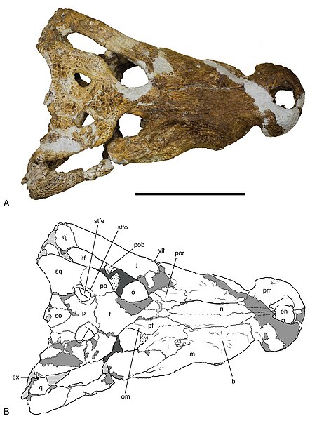 File:Baru wickeni top view.jpg