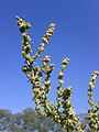 Inflorescence near Jetzelsdorf in Lower Austria, on loess wall within wineyards