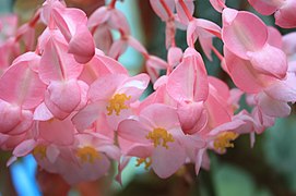 Flores de Begonia.