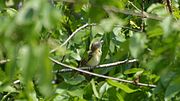 Thumbnail for File:Bell's Vireo (9009940310).jpg